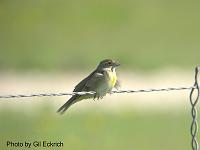 Dickcissel May 07 Field Trip 076 